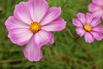 Obraz premium pink cosmos flowers