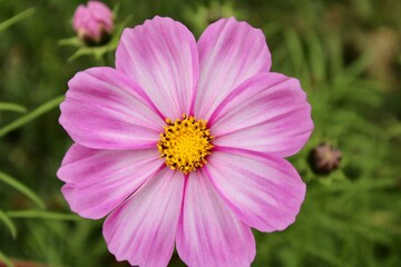 Obraz premium pink cosmos flower in garden