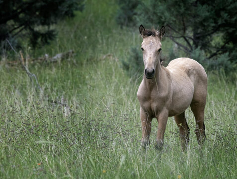 Wild Horses Heber Arizona