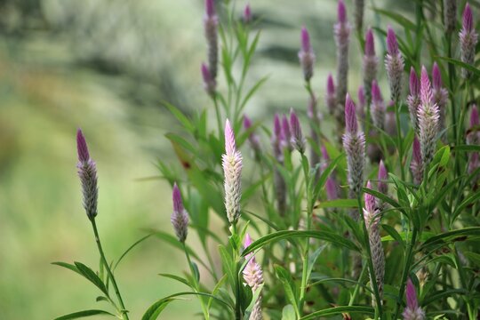 Selective focus of wild flowers blooming