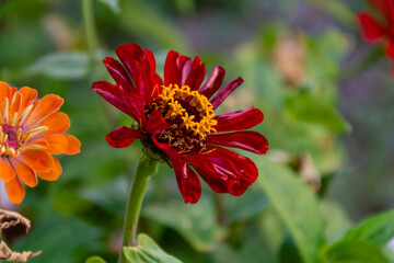 Red zinnia elegance flower in the garden