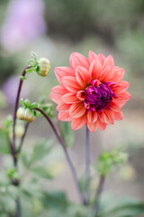 Obraz premium Tone on Tone Dahlia