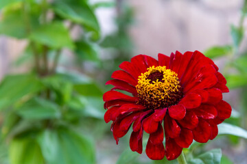 Close-up red zinnia elegans flower and pollen.