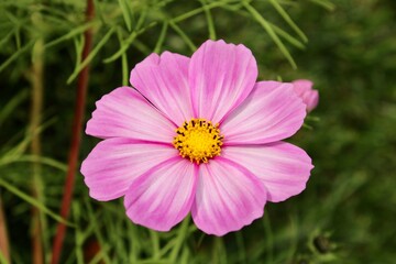 Obraz premium pink cosmos flower in garden