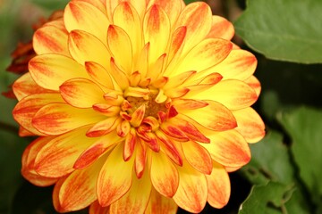 orange dahlia flower
