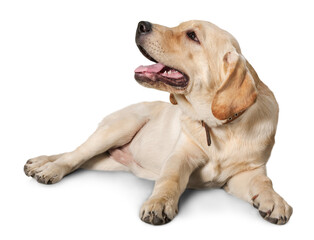 Labrador Retriever Lying Down on the Ground