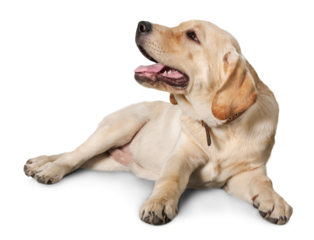 Labrador Retriever Lying Down on the Ground