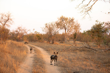Naklejka premium A pack of african wild dogs ( Lycaon Pictus) in the evening sun, Sabi Sands Game Reserve, South Africa.