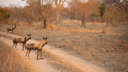 A pack of african wild dogs ( Lycaon Pictus) in the evening sun, Sabi Sands Game Reserve, South Africa.