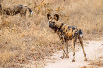Naklejka na ściany i meble African wild dog ( Lycaon Pictus) in the evening sun, Sabi Sands Game Reserve, South Africa.