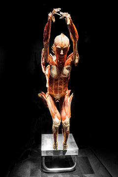 Famous anatomy exhibition Body Worlds