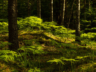 spruce forest with moss and ferns, eco tourism in the north in the forest