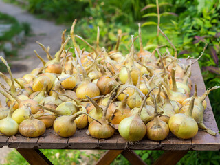 Home grown organic onion bulb (Allium cepa 'Radar') drying outdoors in vegetable garden