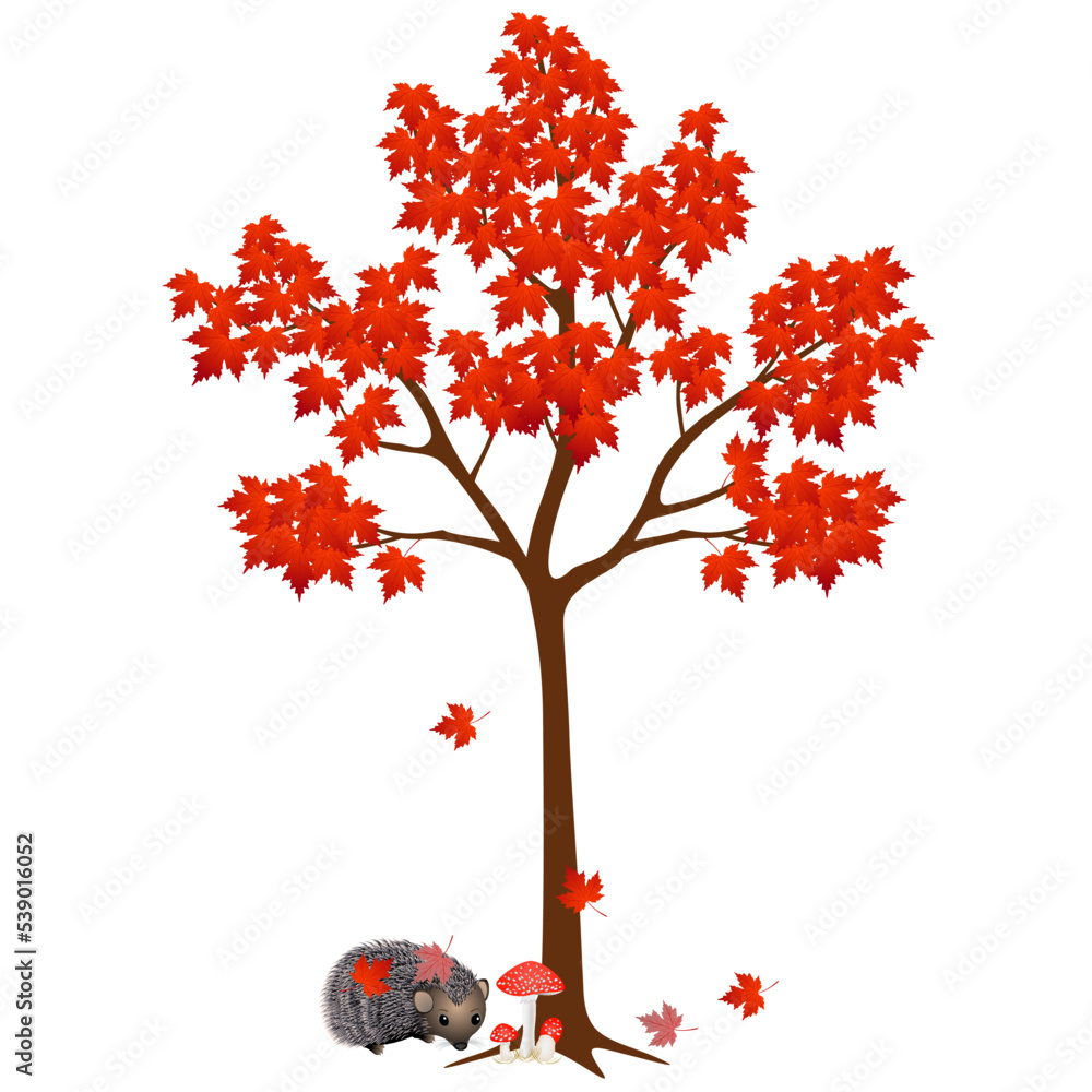 Canvas Prints under the autumn maple tree hedgehog with leaves on a white background.