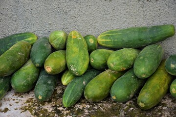 pepinos 
