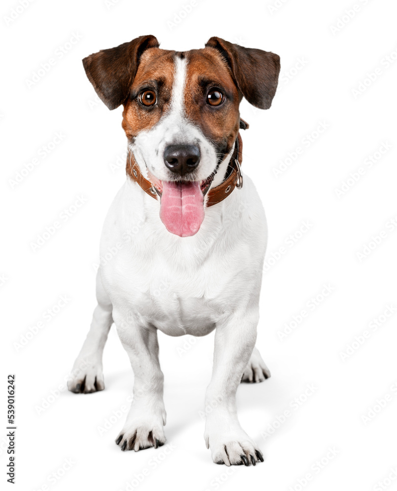 Canvas Prints Cute small dog Jack Russell terrier