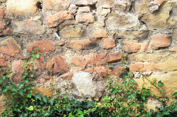 Old stone wall with climbing ivy plant