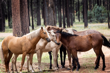Wild Horses Heber Arizona September 2022