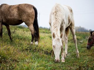 Naklejka na ściany i meble a beautiful white albino horse grazes in a pasture in the early morning mist, an albino horse eats grass