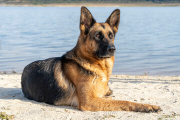 A beautiful German shepherd looking dreamily