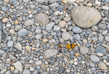 close-up of Wall brown butterfly (Lasiommata megera) resting on warm grey pebble stones 