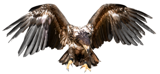 Eagle with spread wings,  isolated