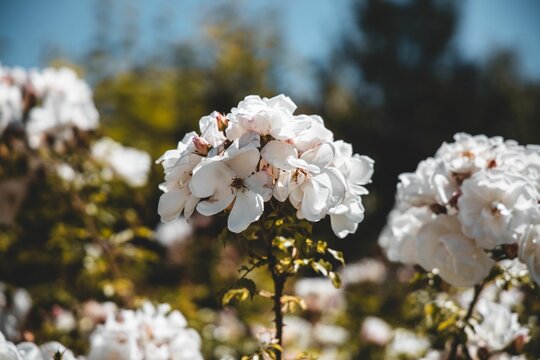Closeup shot of white flowers in bloom on a sunny day