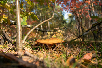 bory © Krzysztof  Jaworski