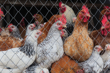 Chickens in the chicken coop behind the cage. © Сергей Жмурчак