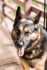 close up of german shepherd dog