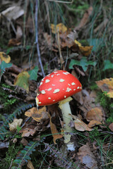 hongo seta amanita muscaria mata moscas alucinógena no comestible país vasco 4M0A4087-as22