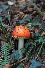 hongo seta amanita muscaria mata moscas alucinógena no comestible país vasco 4M0A4090-as22