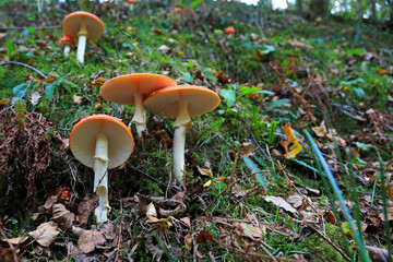 hongo seta amanita muscaria mata moscas alucinógena no comestible país vasco 4M0A4097-as22