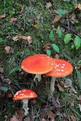 hongo seta amanita muscaria mata moscas alucinógena no comestible país vasco 4M0A4154-as22