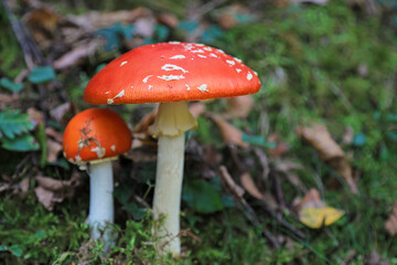 hongo seta amanita muscaria mata moscas alucinógena no comestible país vasco 4M0A4156-as22