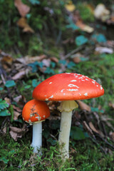 hongo seta amanita muscaria mata moscas alucinógena no comestible país vasco 4M0A4160-as22