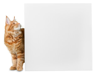 Adorable red cat with   empty card on white background © BillionPhotos.com