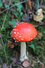 hongo seta amanita muscaria mata moscas alucinógena no comestible país vasco 4M0A4181-as22