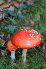hongo seta amanita muscaria mata moscas alucinógena no comestible país vasco 4M0A4187-as22