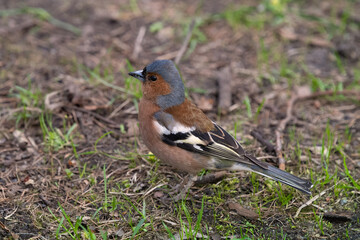 Finch walking in the spring park. High quality photo