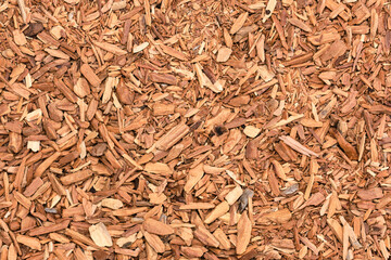 Close-up of White Sandalwood (Santalum album) or indian sandalwood. Sandalwood is,  one of the most important incense at all and an important component of incense sticks
