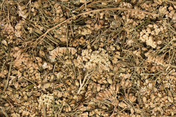 Close-up of dried yarrow (Achillea millefolium) – leaves and flowers. Yarrow has been used as a medicinal plant since ancient times.