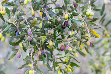 Olive trees full of olives.  Gemlik olive tree gardens. Selective focus. Gemlik district. Turkey.