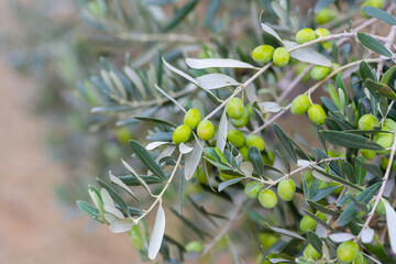 Olive trees full of olives. Gemlik Bursa Turkey Green, black olive, raw olives. Gemlik tree...