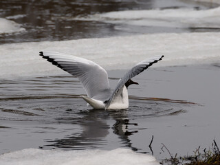 Black-headed gull (Chroicocephalus ridibundus) with mating plumage color on the Narva River. Gull swims between the ice floes, spreading its wings wide. Narva, Estonia.