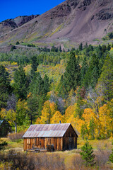 Vacation Cabin and Fall Aspens, Hope Valley, Sierra Nevadas