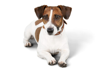 Cute small dog Jack Russell terrier on white background