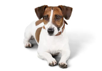Poster Cute small dog Jack Russell terrier on white background © BillionPhotos.com