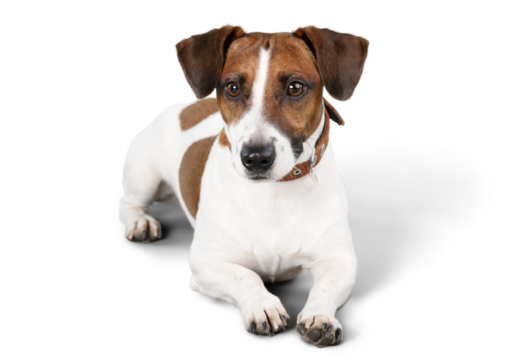 Cute small dog Jack Russell terrier on white background