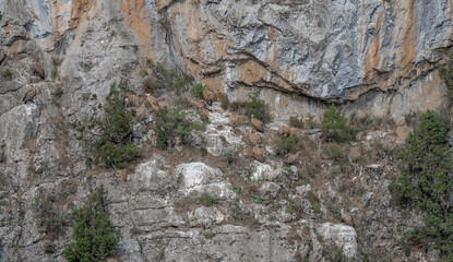 Griffon vultures, Eurasion griffons (Gyps fulvus) at rest on rock ledges in a mountain canyon gorge